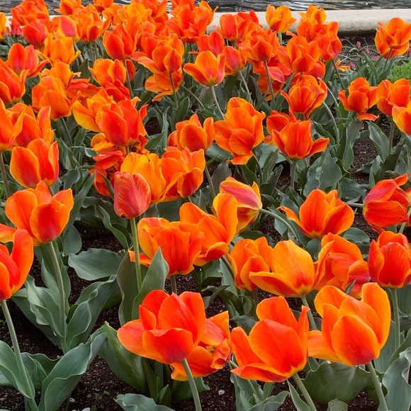 Meet your Posher, Gretchen - Picture 2 of 2